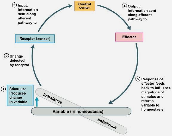 homeostasis - DriverLayer Search Engine